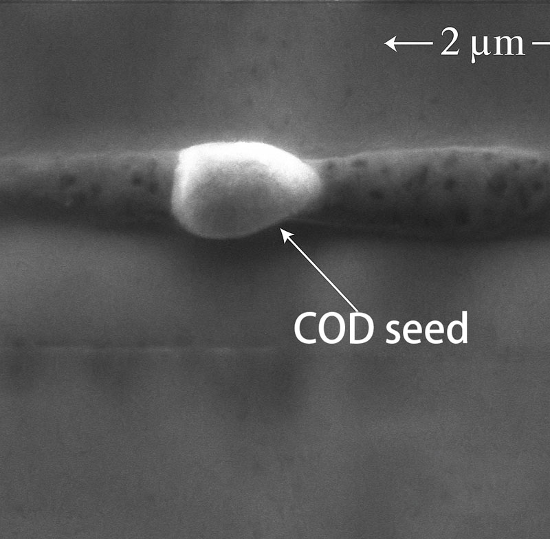 COD seed